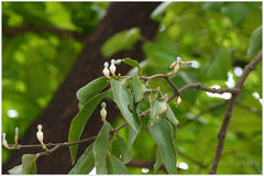 Macrosolen capitellatus